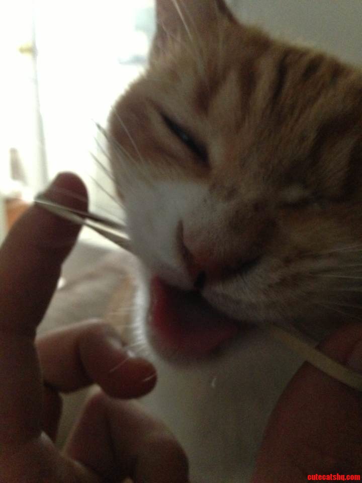 Most Cats Do Cute Things. Mine Eats Rubber Bands.