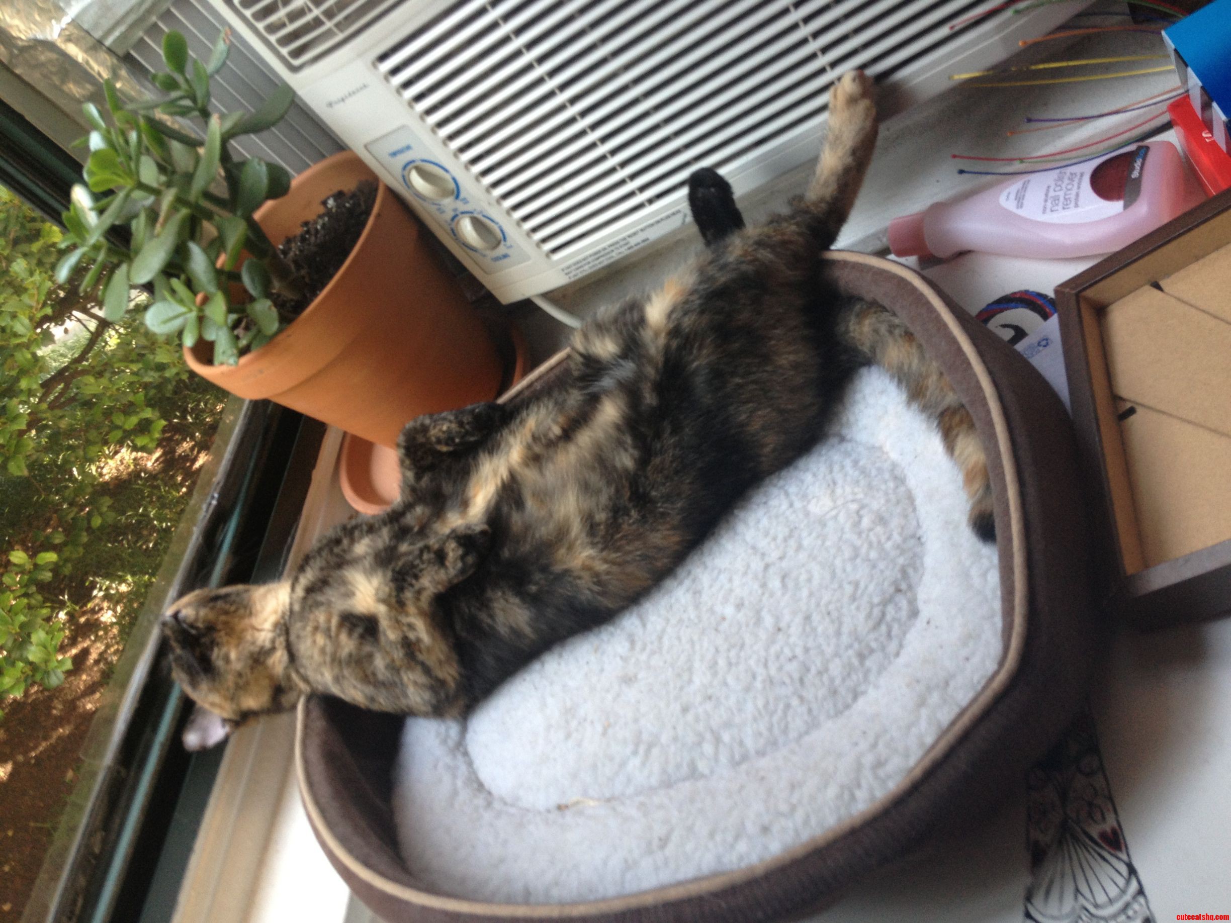Moxie Likes to Watch the Birds Like This