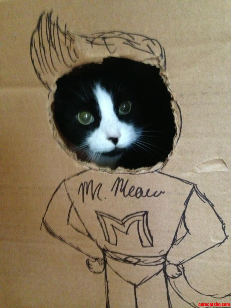 Mr.meow the Super Kitty