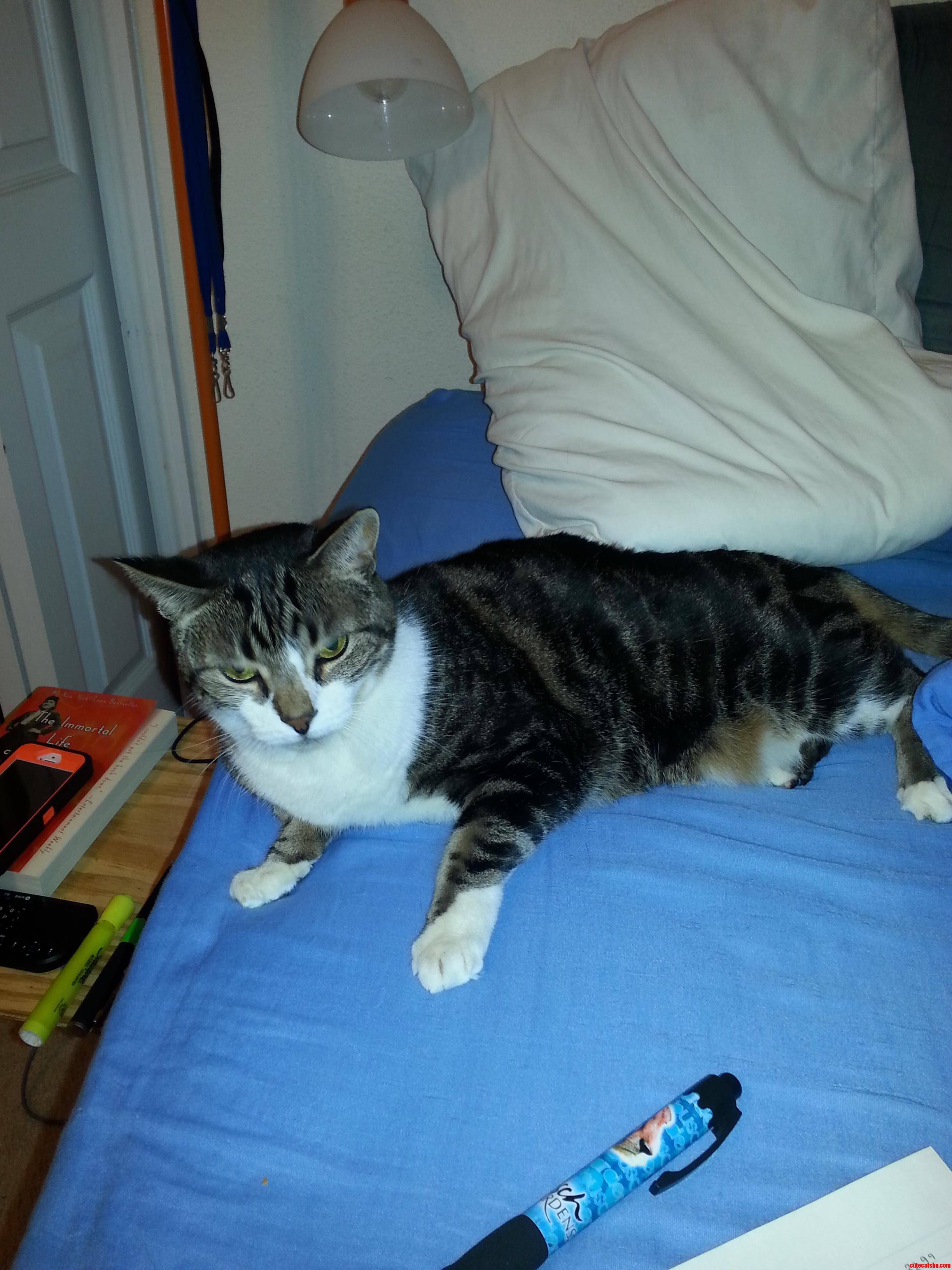 My 10 Year Old Cat  Molly. She S So Cute