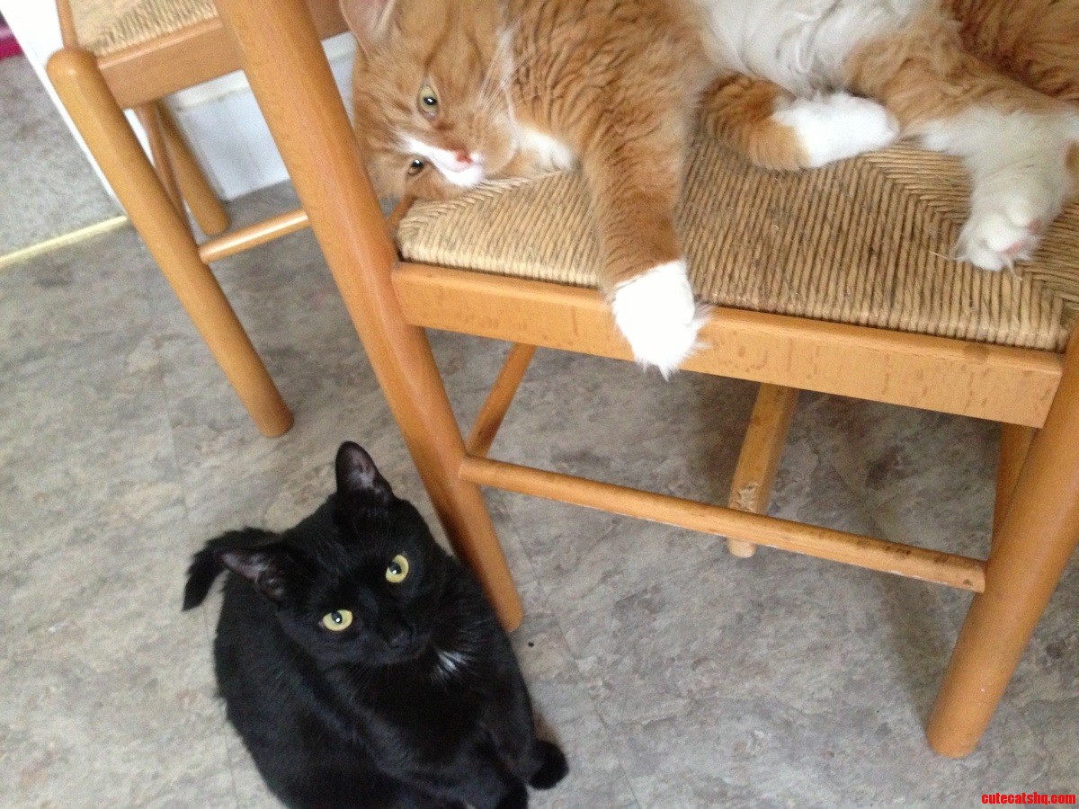 My Babies  Neely and Leonard  Are Unimpressed with the Heat in Massachusetts.