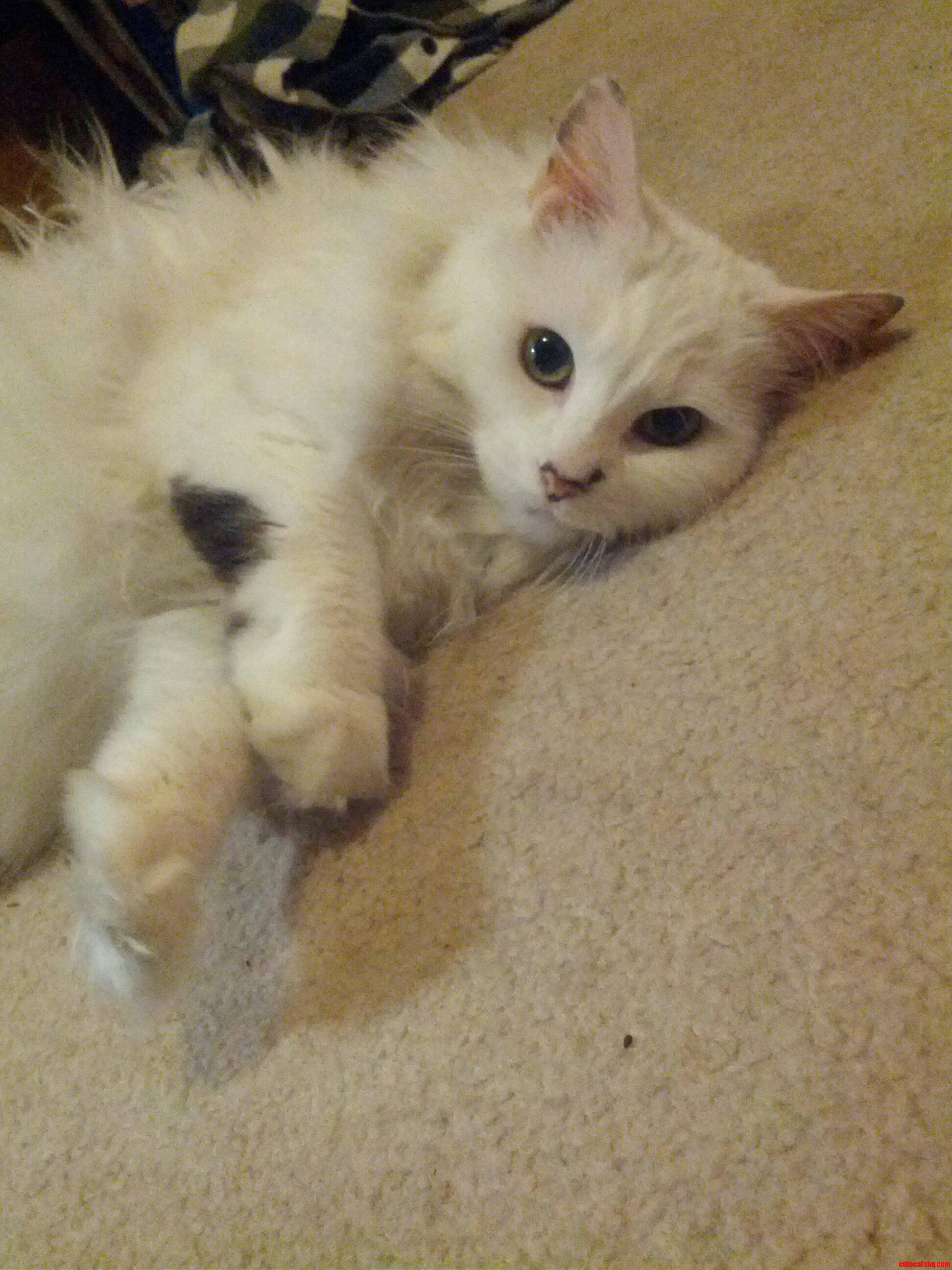 My Beautiful Girl  Peanut. She Rules the House.