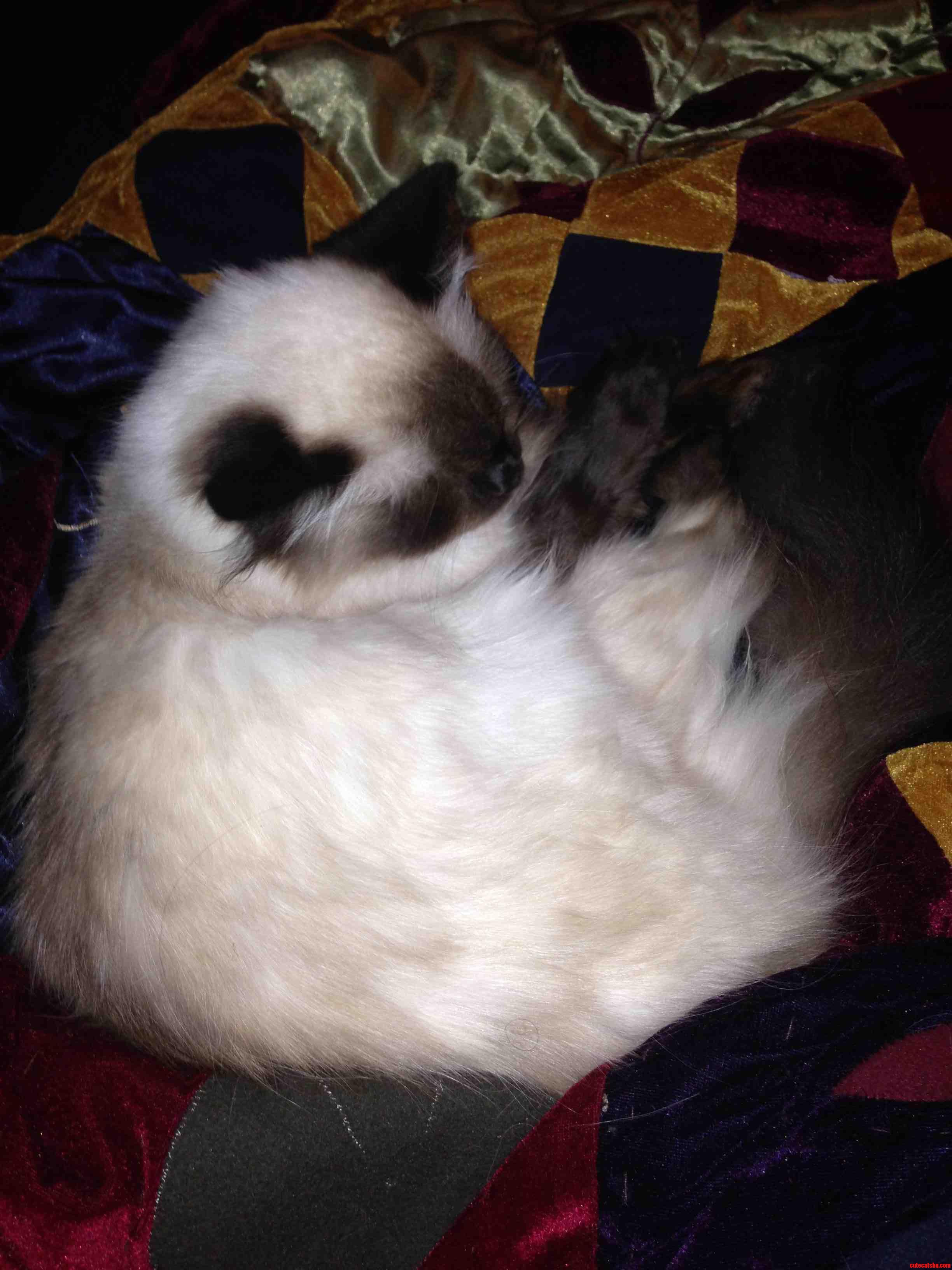 My Big Bang Theory Buddy