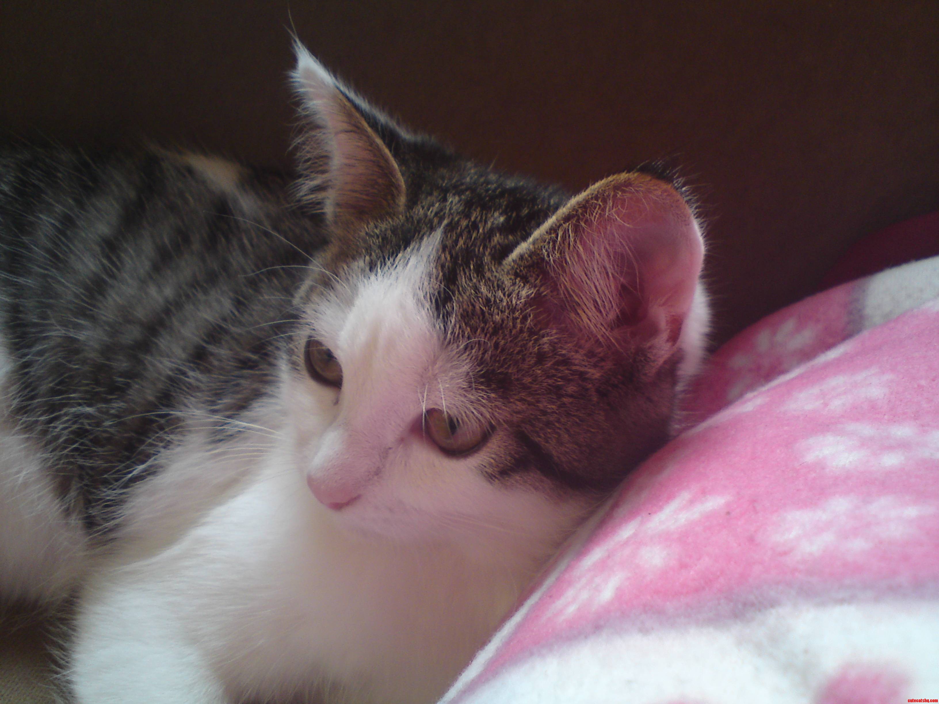 My Brother Named Her Anakin