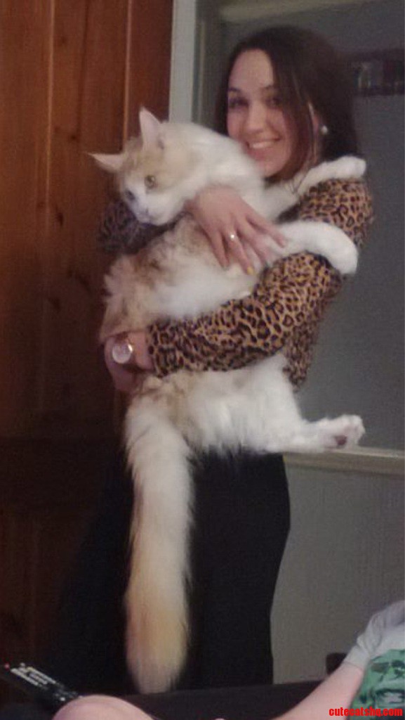 My Brother S Huge Cat  It S a Maine Coon