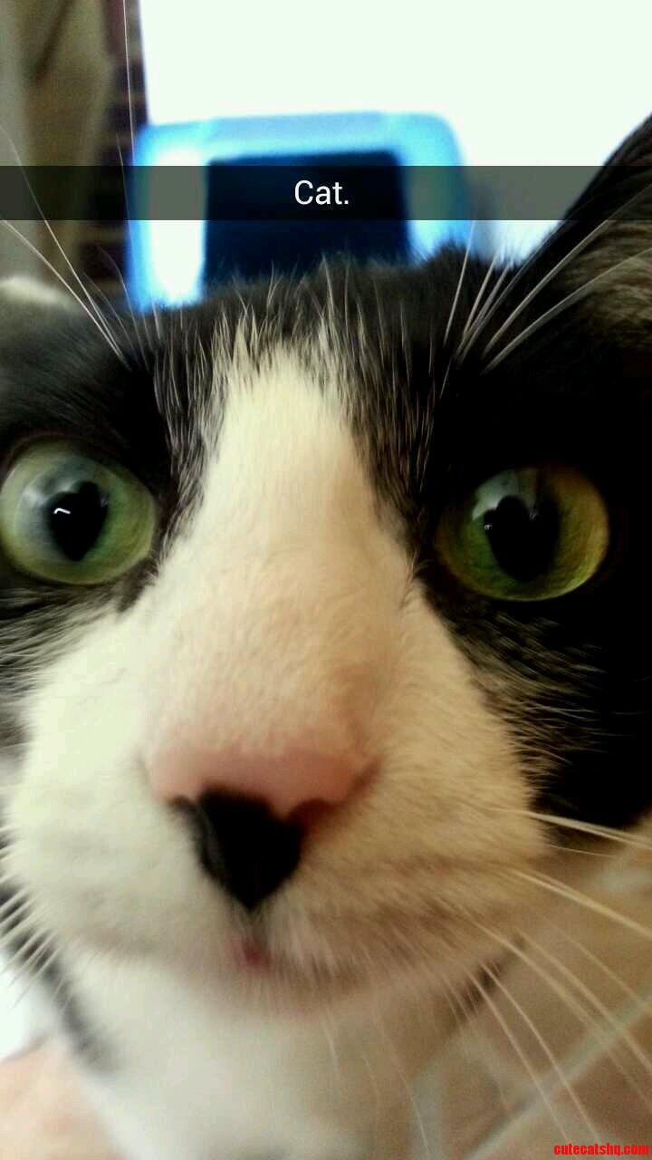 My Brother Sent a Snap Chat of My Cat.