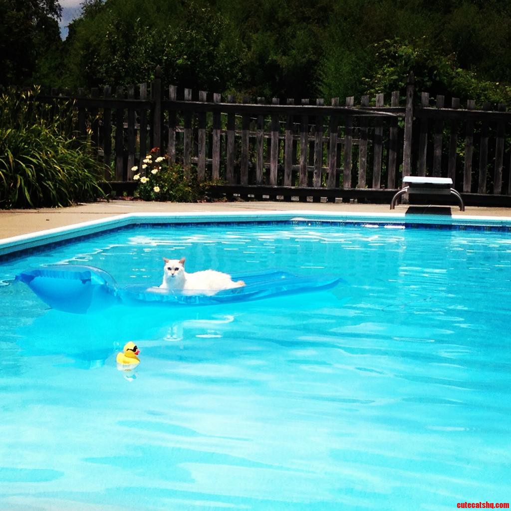 My Cat Allison Loves to Float Around the Pool All Day