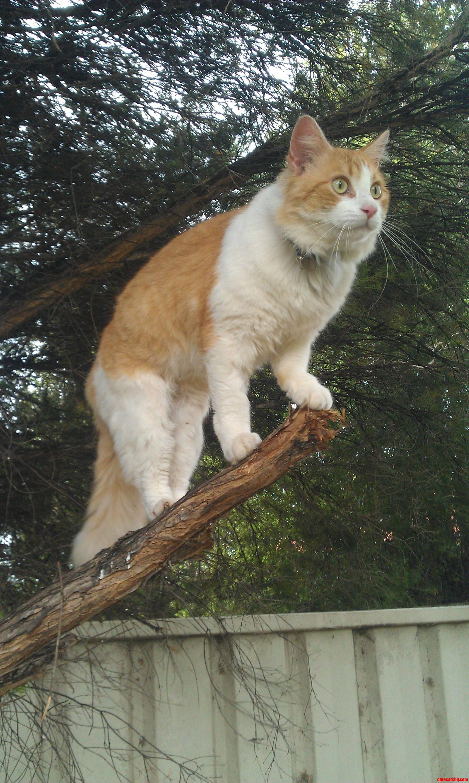 My Cat Barney