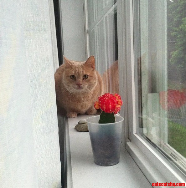 My Cat Billie Jean Chilling on the Window Sill.