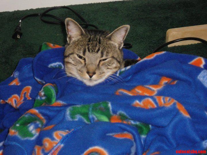 My Cat  Boycat Enjoying a Snuggie.