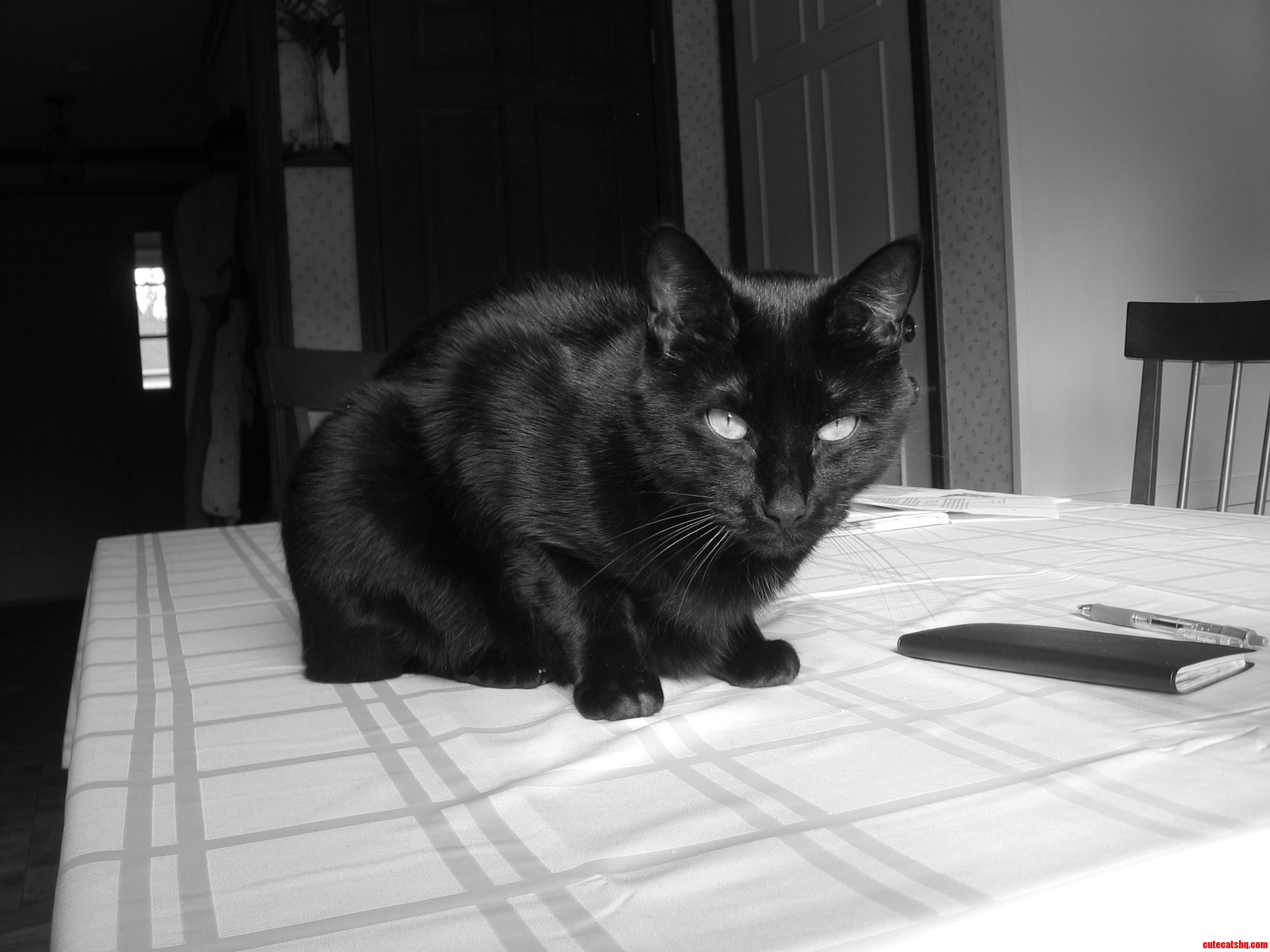 My Cat Chilling Guilt-free on the Table  Where He S Not Allowed