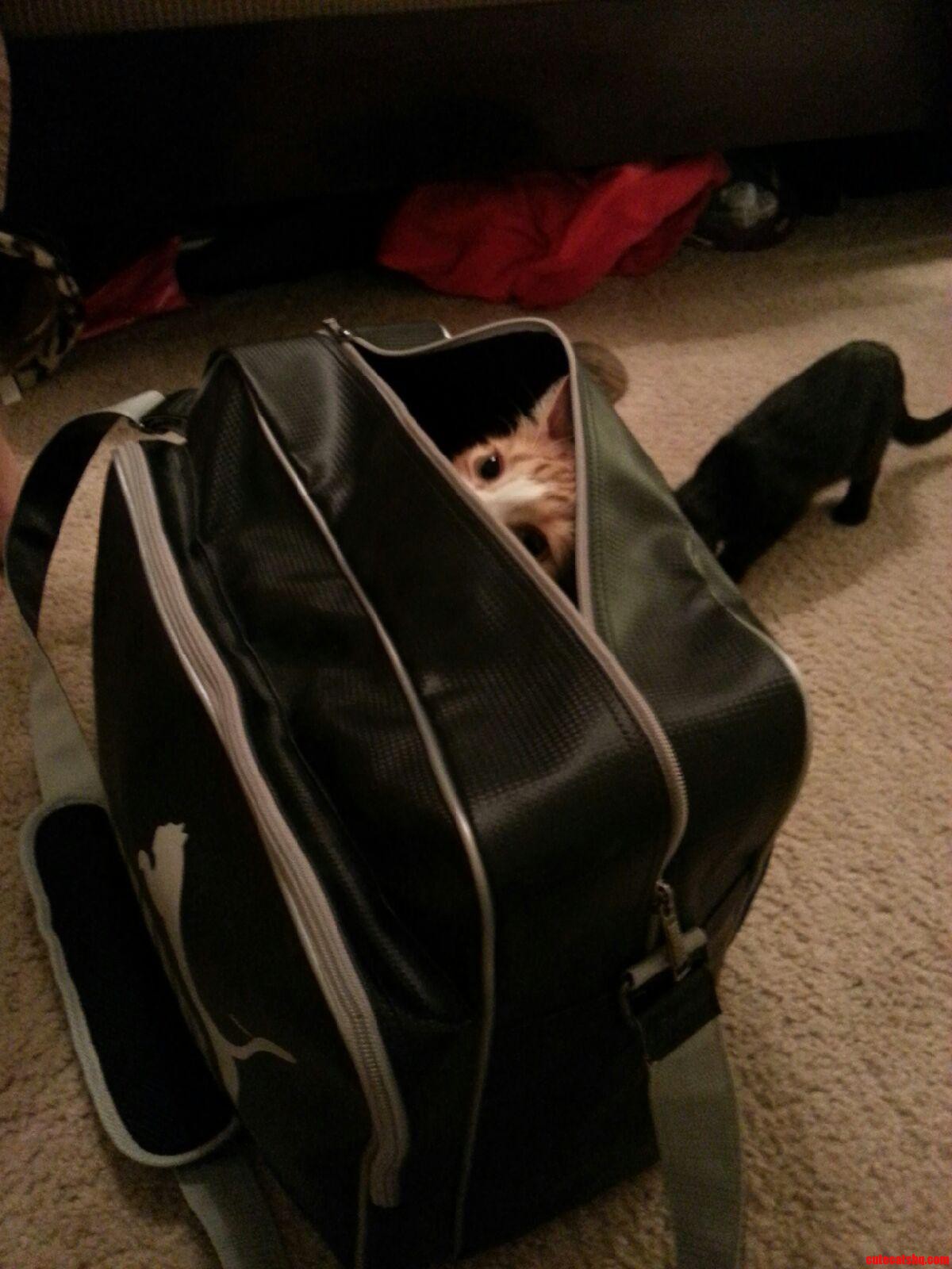 My Cat Conan O Brien Loves Bags.