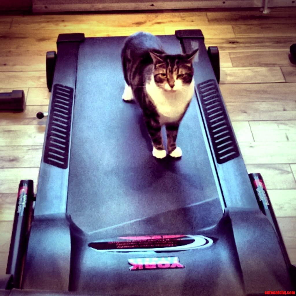 My Cat Decided to Go for a Run
