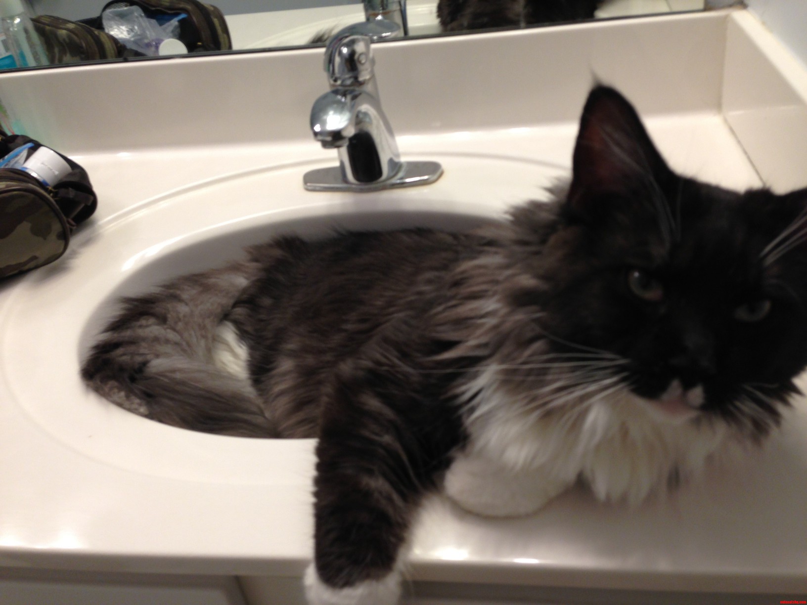 My Cat Doesn T Like to Be Disturbed While He S Sleeping in the Sink...