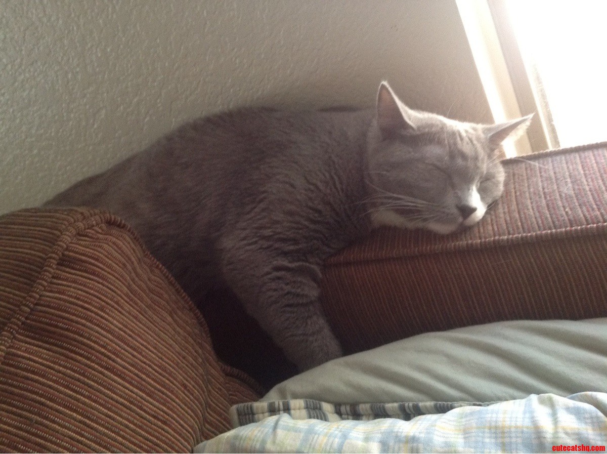 My Cat Doing What She Does Best After Some Intense Toy Chasing.
