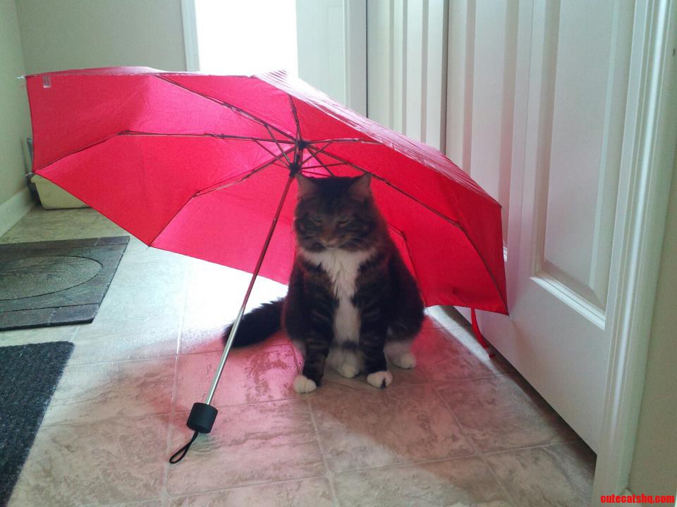 My Cat Enjoying the Shade