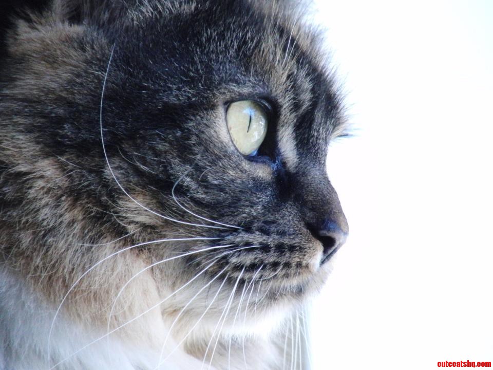My Cat Felt Photogenic Today