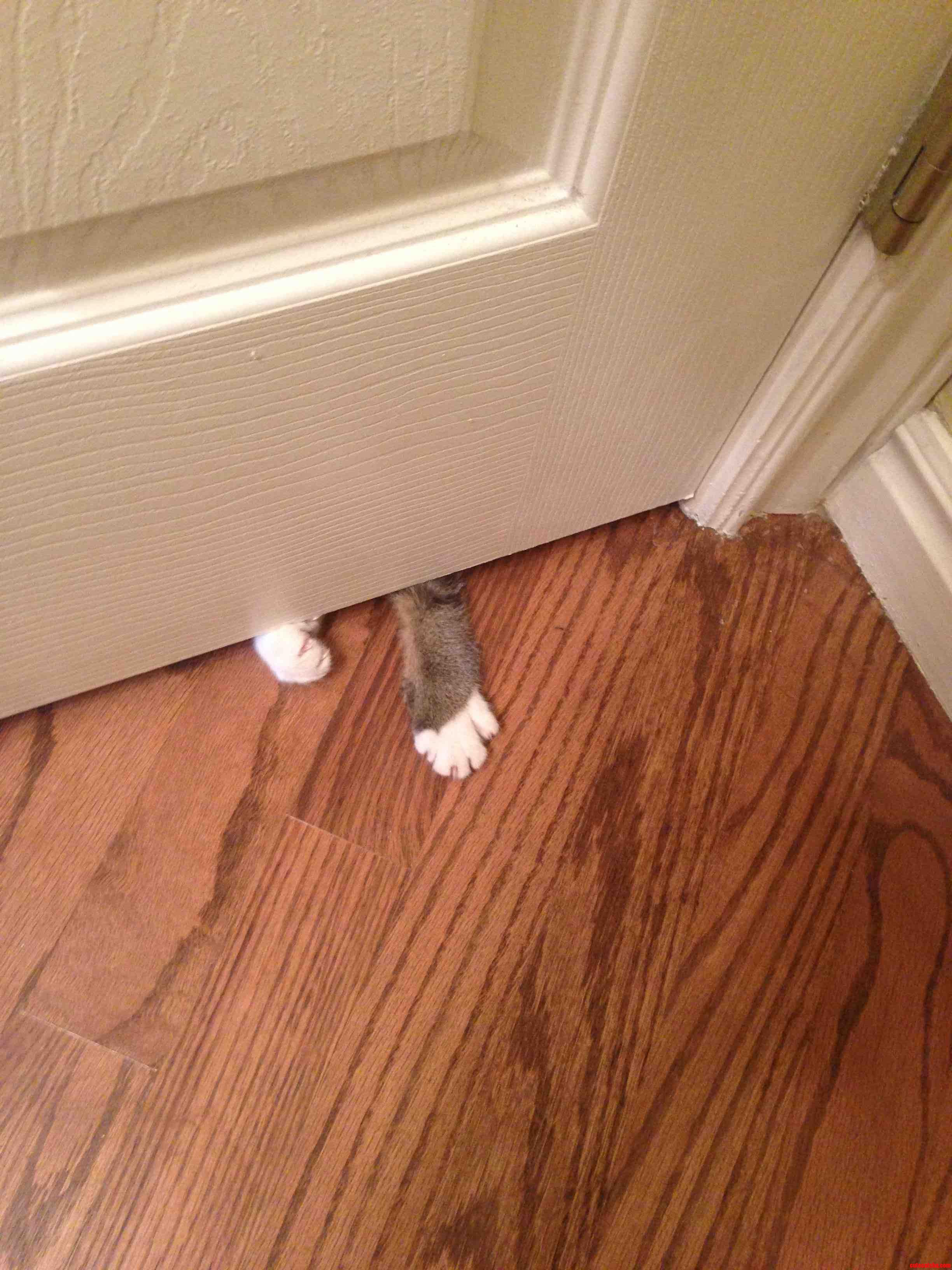 My Cat Follows Me Around Everywhere I Go. This Is What She Does When I Go to the Bathroom