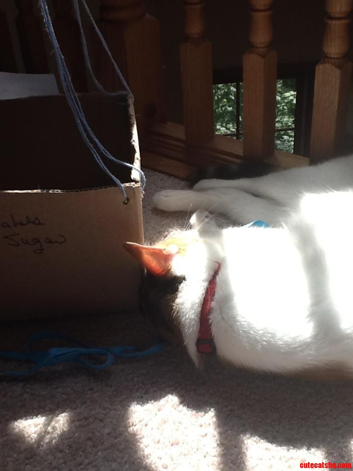 My Cat Forgot How to Cat.