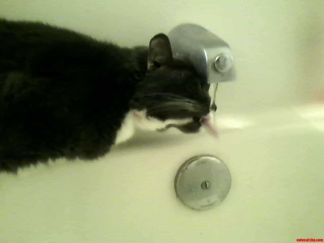 My Cat Has Drank from a Bathtub Faucet for 15 Years  and Nothing Else