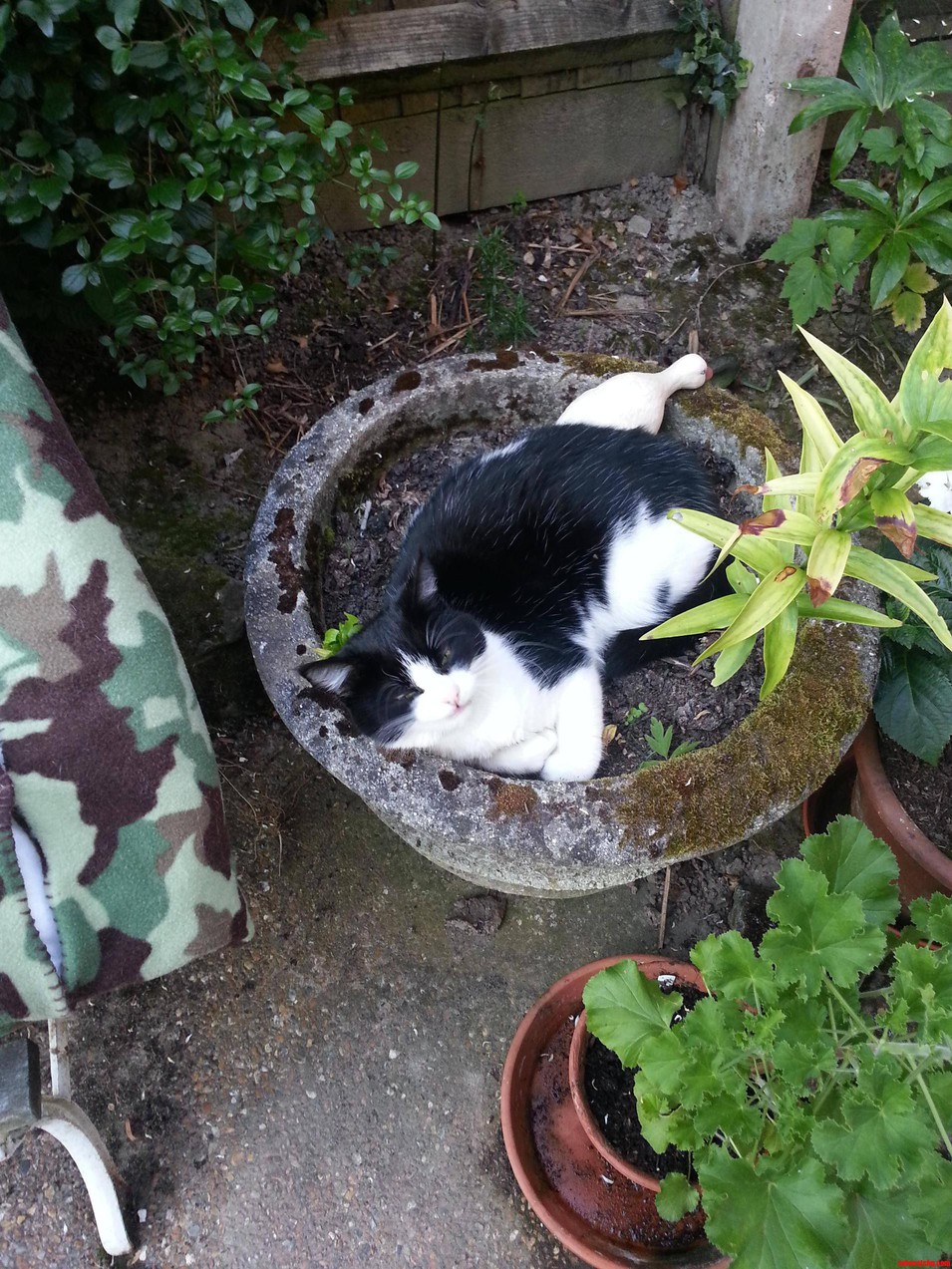 My Cat-in-the-pot   Her Little Duck Statue for Company