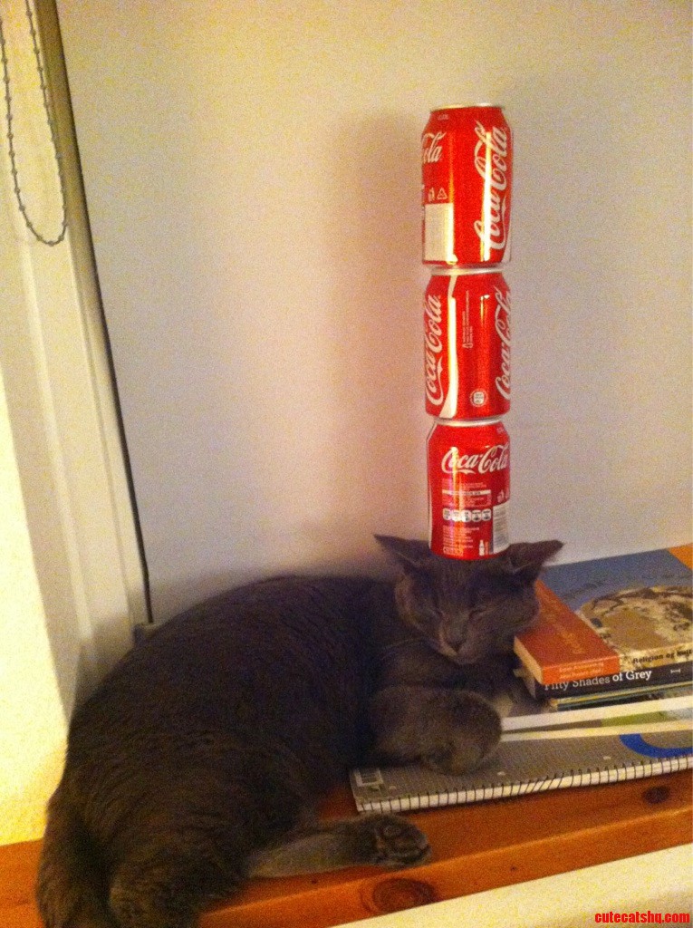 My Cat Is a Very Heavy Sleeper and I M a Really Bored Person...
