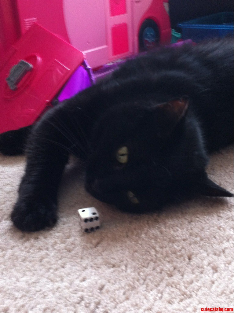 My Cat Is Obsessed with This Dice.