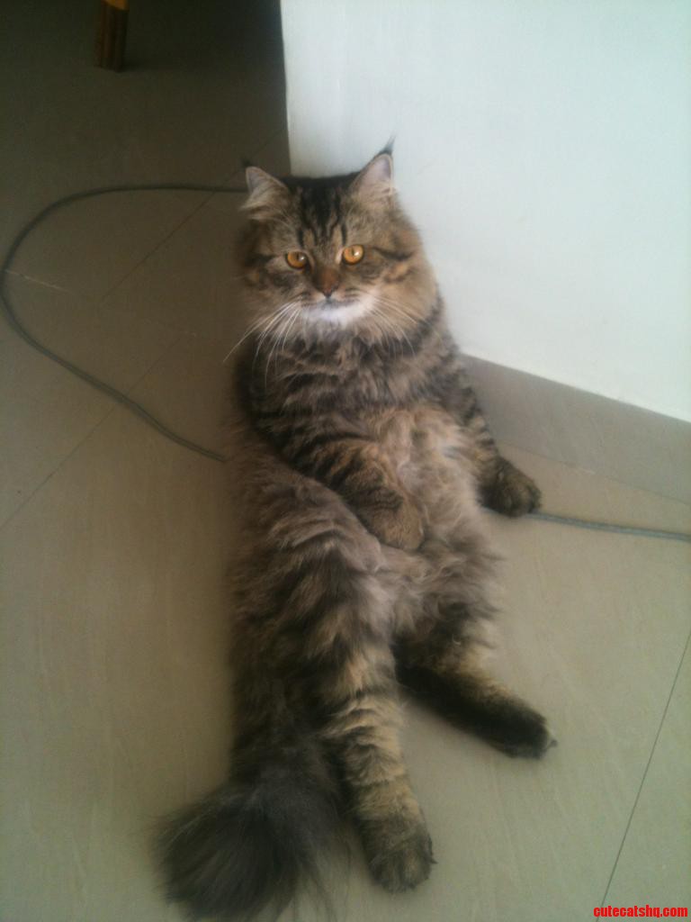 My Cat Is on Heat and This Is How He Prefers to Sit