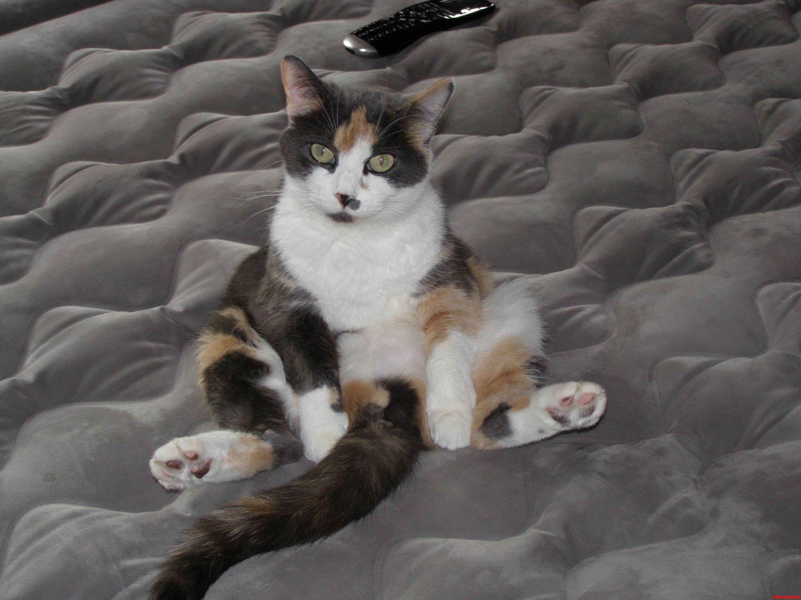 My Cat  Just Hanging Out.