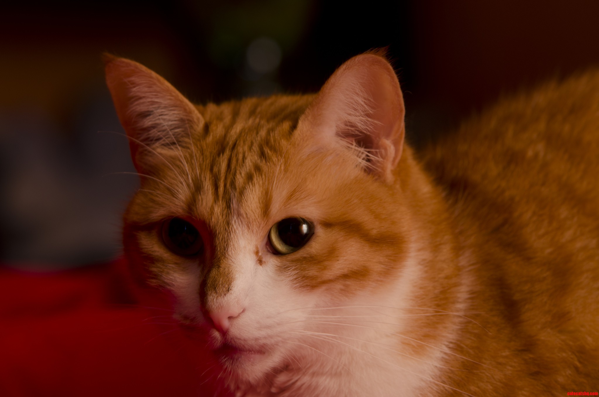 My Cat Kept Still for a 3 Second Exposure - Went Better Than Expected