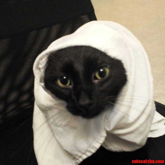 My Cat Liked to Have a Sheet Around His Head. This Is Shiek Teeny.