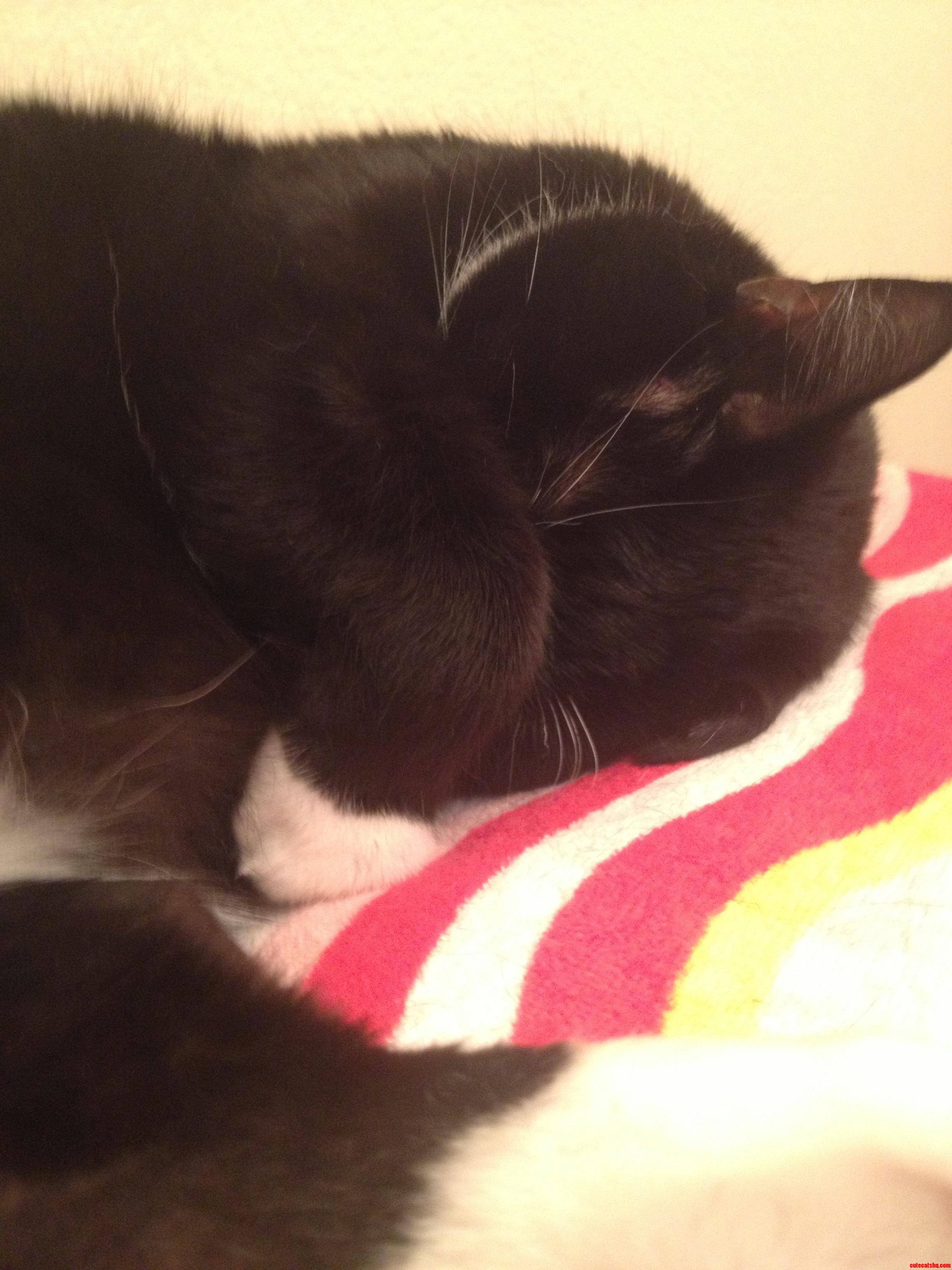 My Cat Likes to Sleep with His Paw Over His Eyes