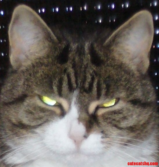 My Cat Looks a Litte Bit Angry or
