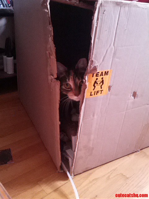 My Cat Loves Cardboard Boxes.