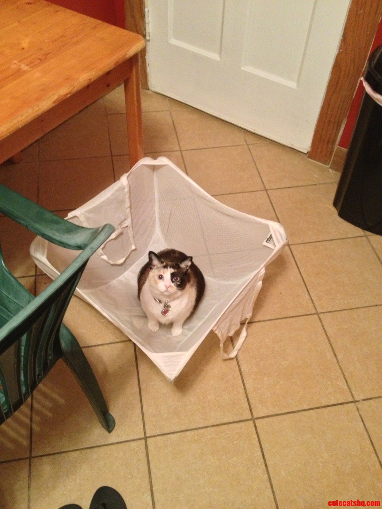 My Cat Loves Laundry Day.