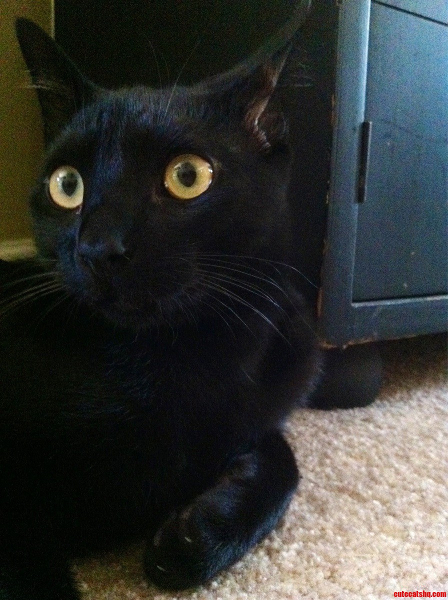 My Cat Lunabean  She Likes to Sit in Dark Corners and Pretend to Be Invisible.