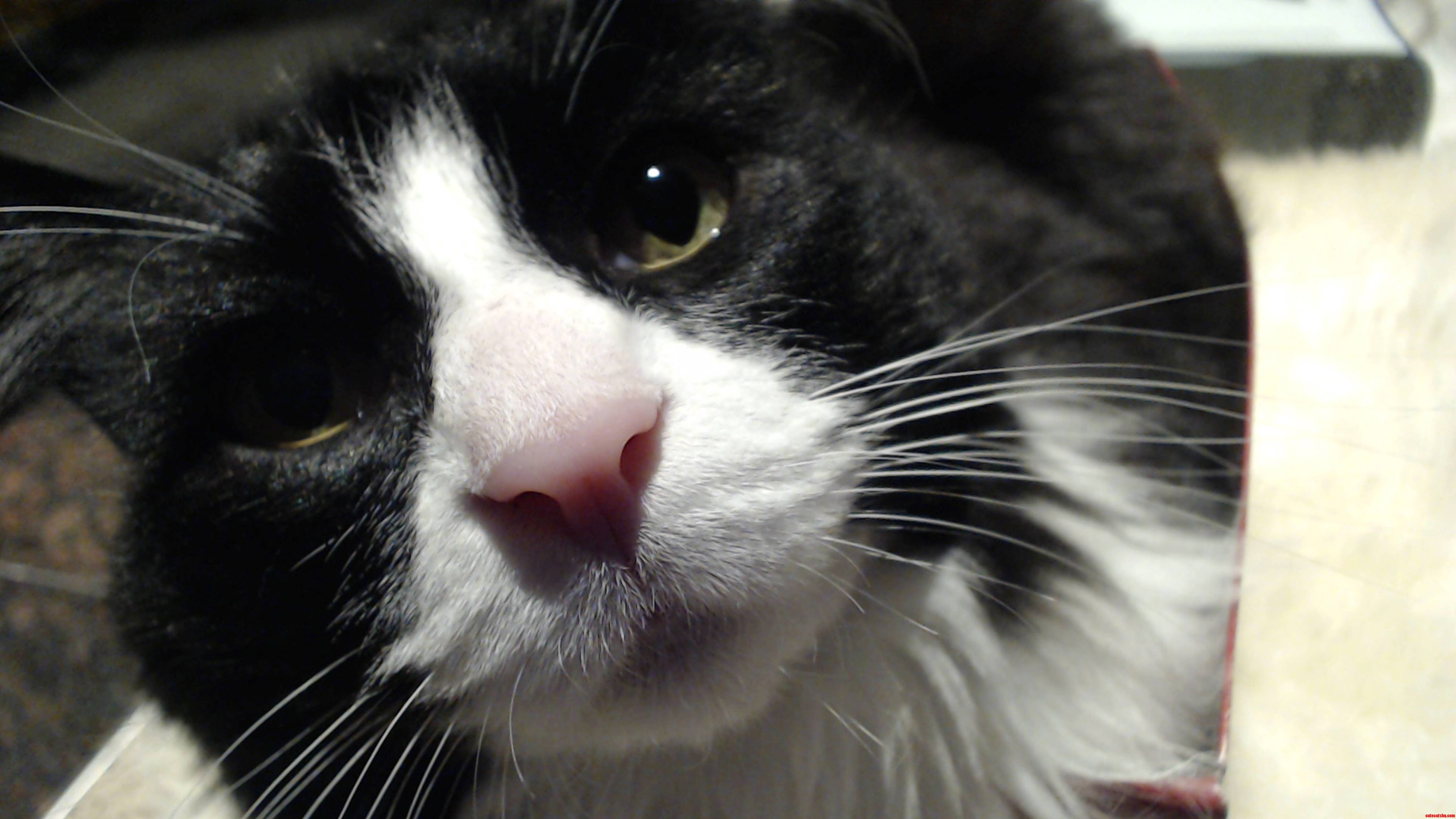 My Cat Peblito and His Very Boopable Nose