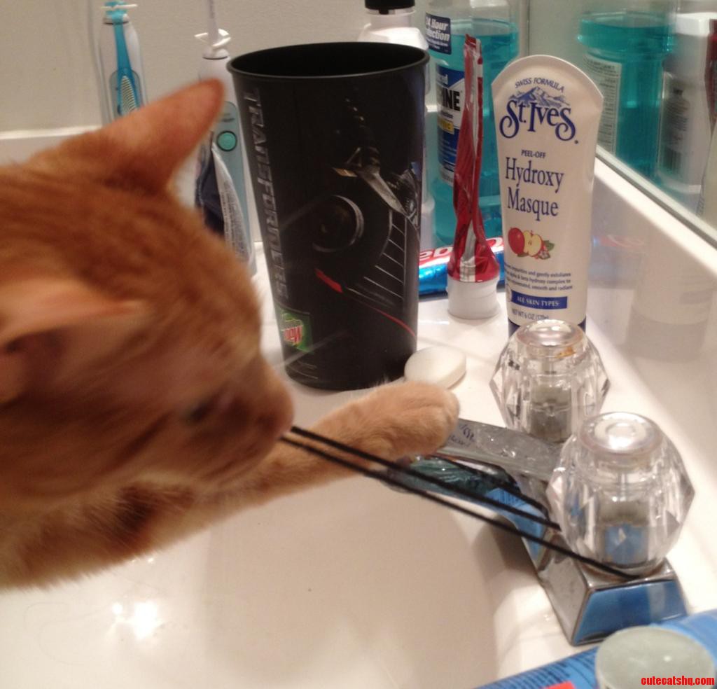 My Cat Really Wants This Pony Tail Holder