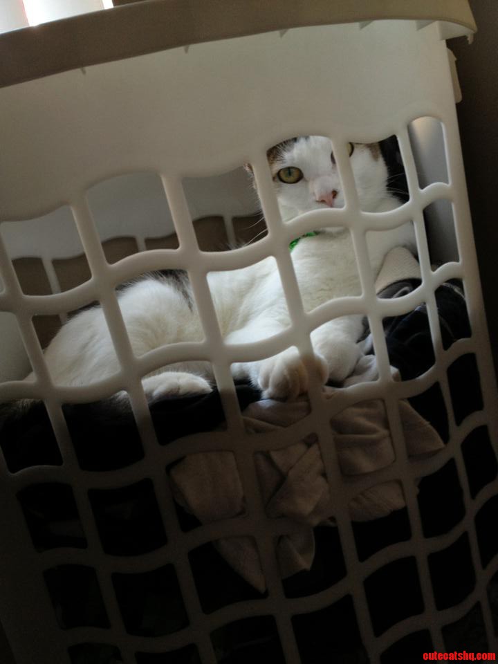 My Cat S New Favorite Spot