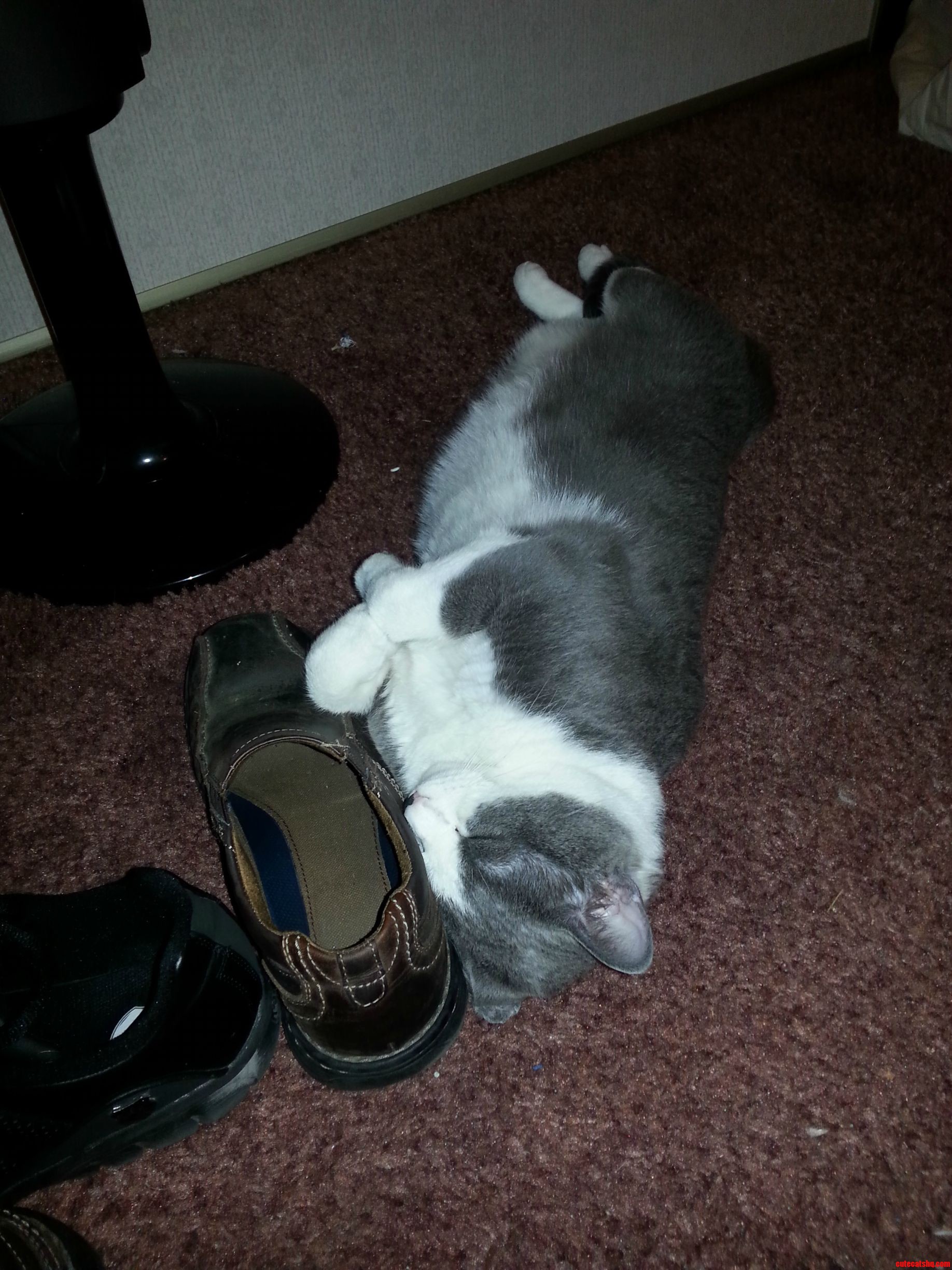 My Cat Seems Comfortable...