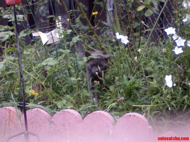 My Cat the Predator