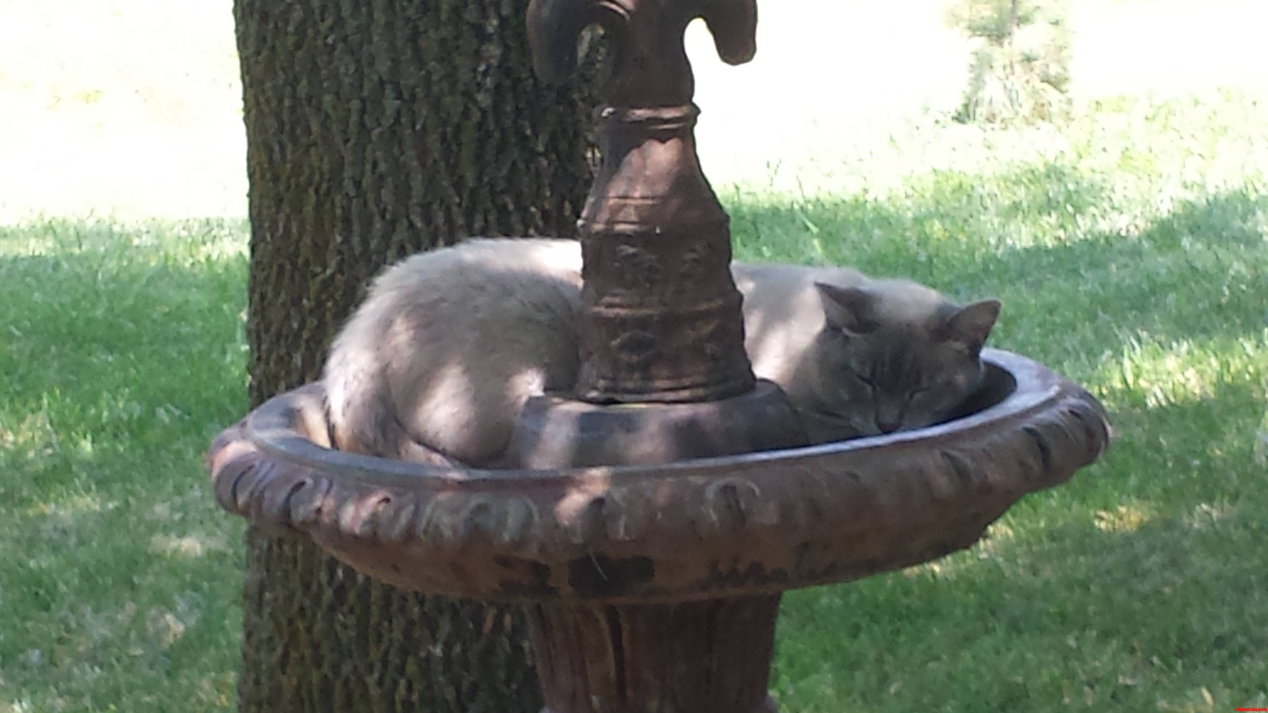 My Cat Thinks She S a Bird