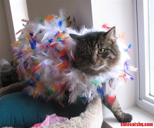My Cat Travis Tried Cross-dressing Once  but Only Once.