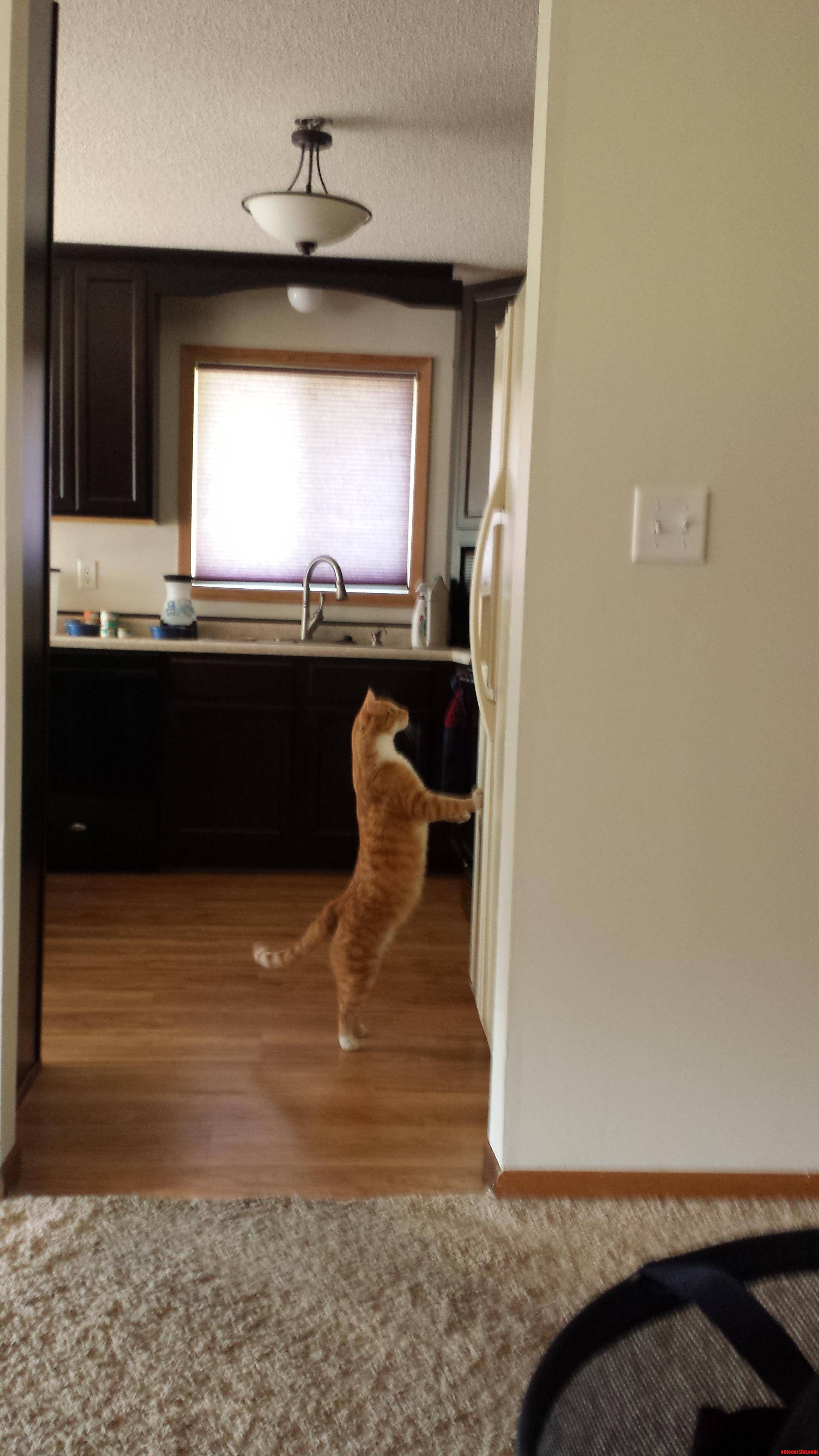 My Cat Trying to Water from the Fridge.