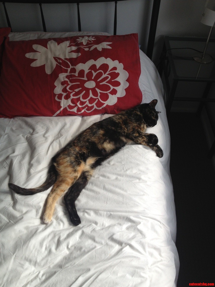 My Cat Turtle  Refusing to Get Up This Morning.