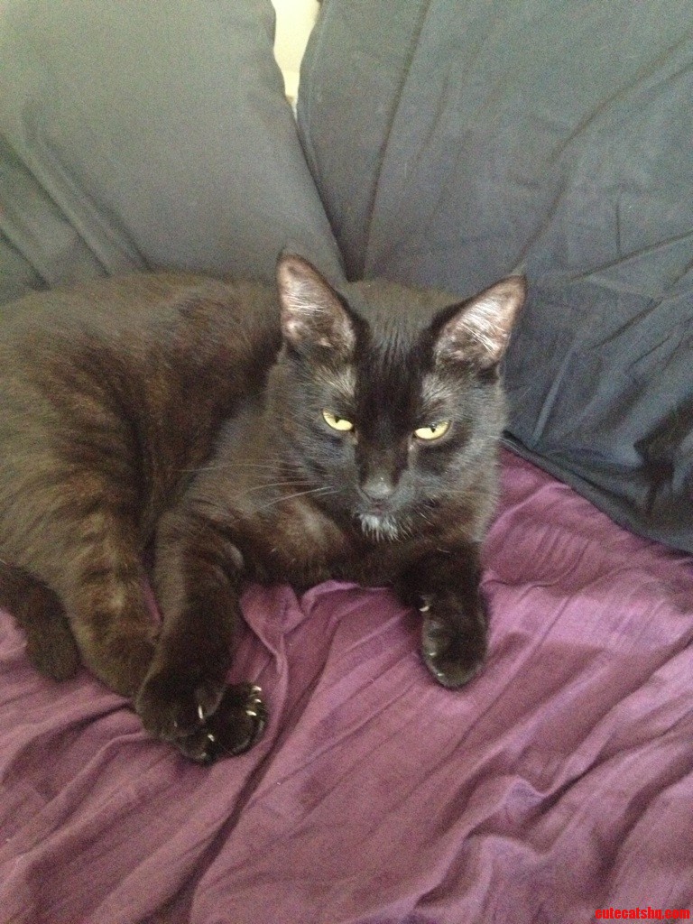 My Cat Was Not Pleased...