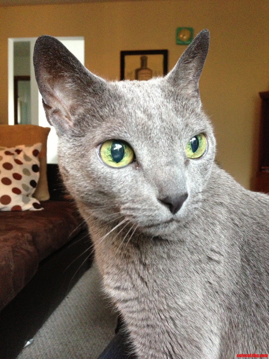 My Cat. It Looks Like She S Posing for Senior Pictures.