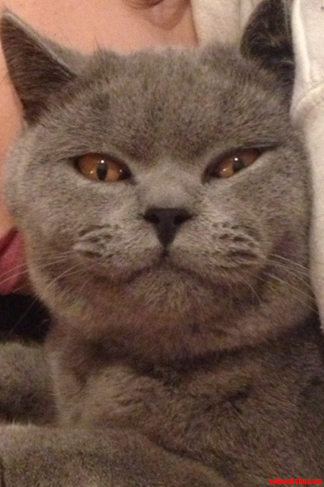 My Cats Face When He S Relaxed