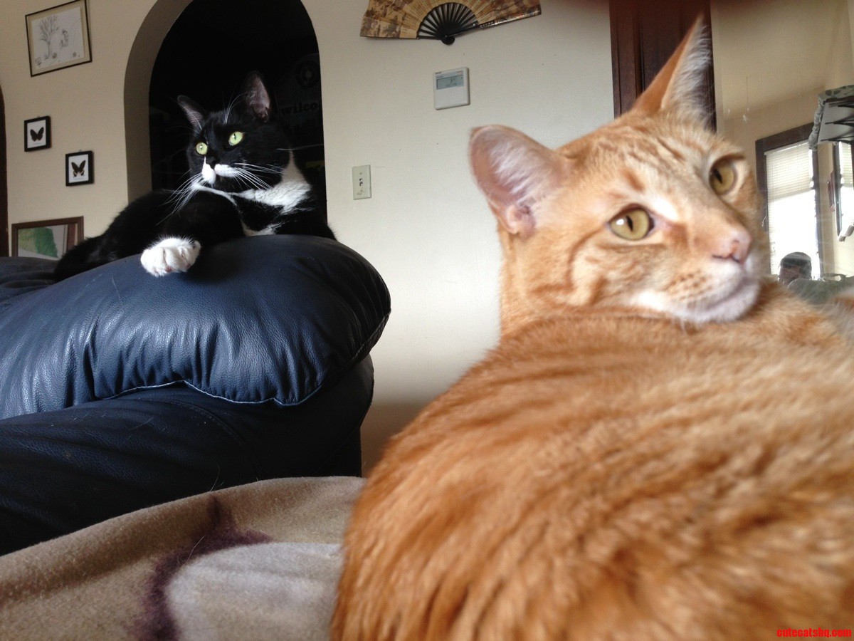 My Cats First Album Cover.