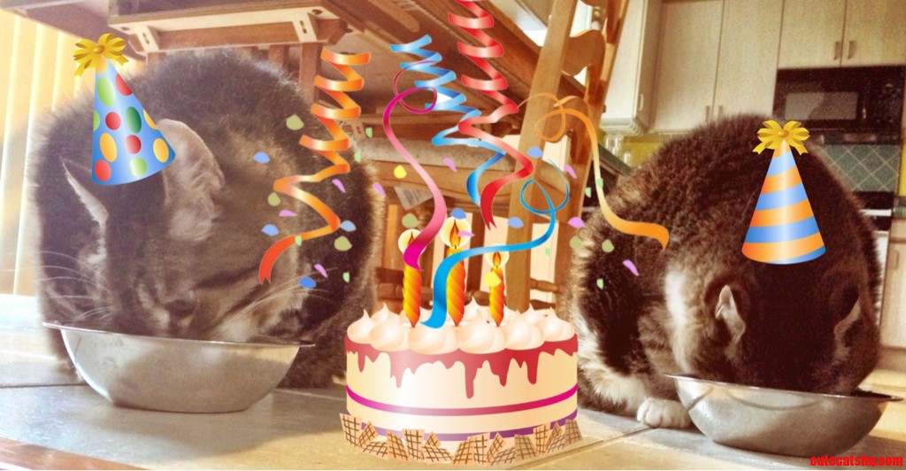 My Cats Turned 13 Today